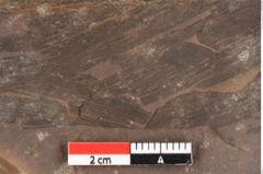 Foto (Detailansicht) von Phragmites oeningensis Braun (NHMW-GEO-2024-0188-0366)
